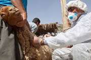 رکورد واکسیناسیون جمعیت دامی شهرستان مشهد در سال گذشته از مرز 3 میلیون و 200 هزار نوبت سر عبور کرد